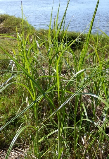 Bolboschoenus medianus (Marsh Club-Rush)