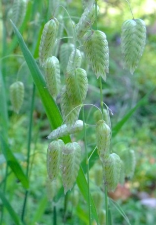Briza maxima (Blowfly Grass, Quaking Grass)