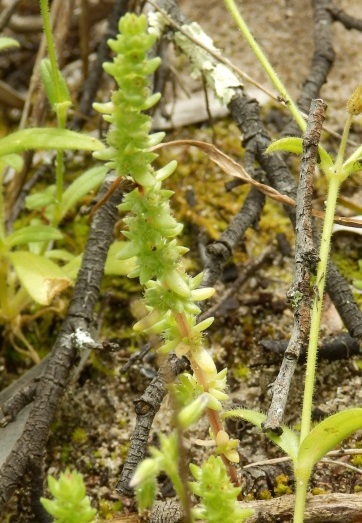 Crassula colorata var. acuminata (Dense Stonecrop)