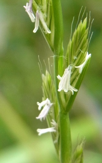 Lolium species (Ryegrass)
