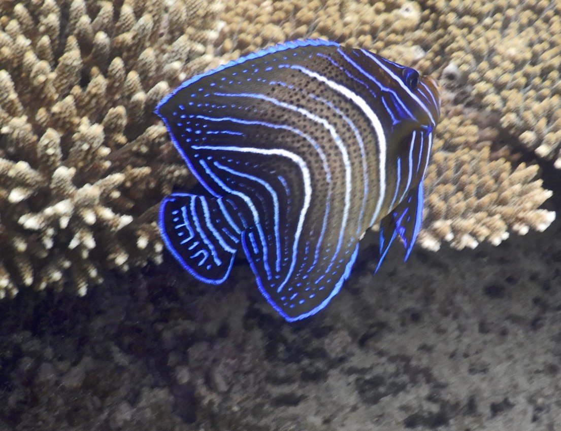 DSCN0675 semicircle angelfish(Pomacanthus semicirculatus) DSCN0675 semicircle angelfish(Pomacanthus semicirculatus)