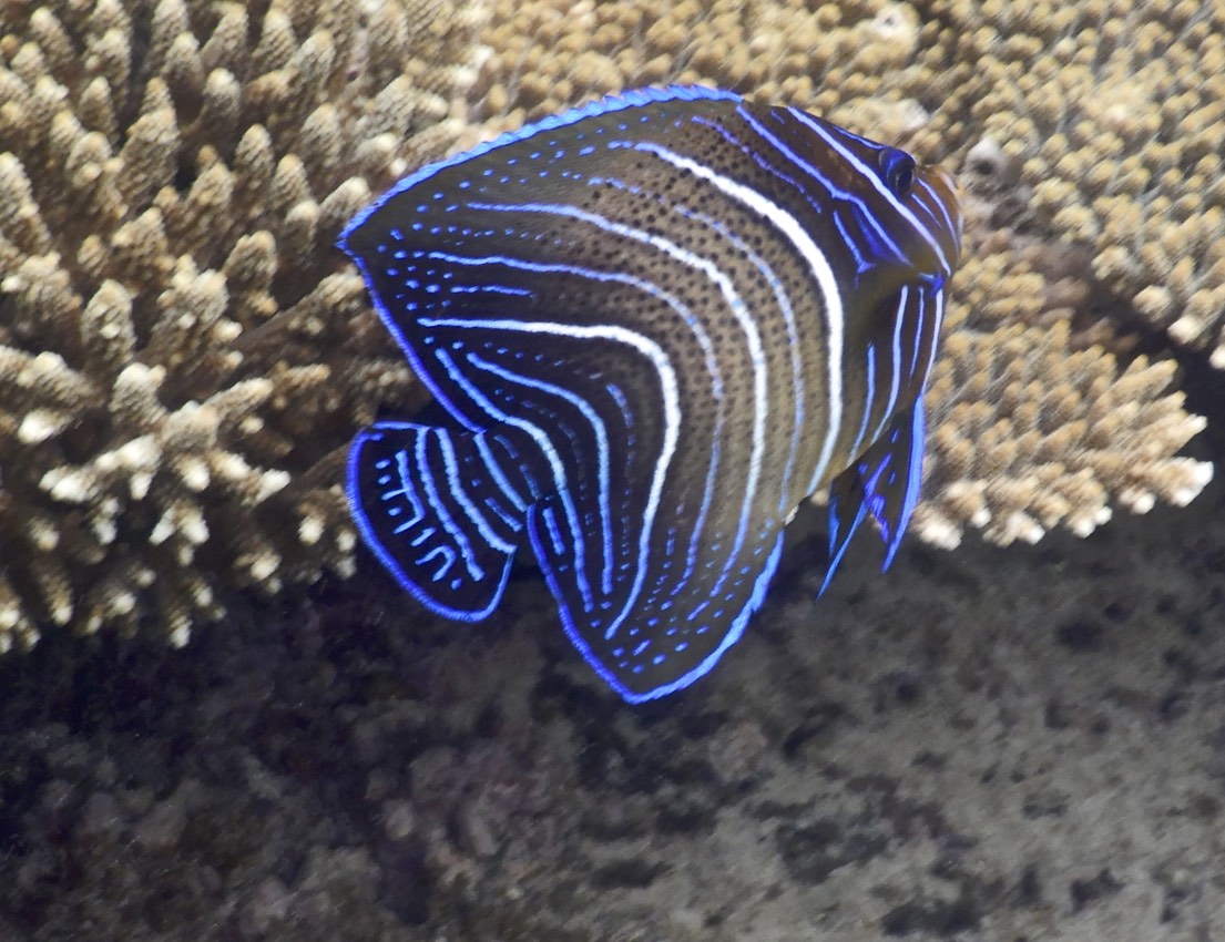 DSCN0675 semicircle angelfish(Pomacanthus semicirculatus)