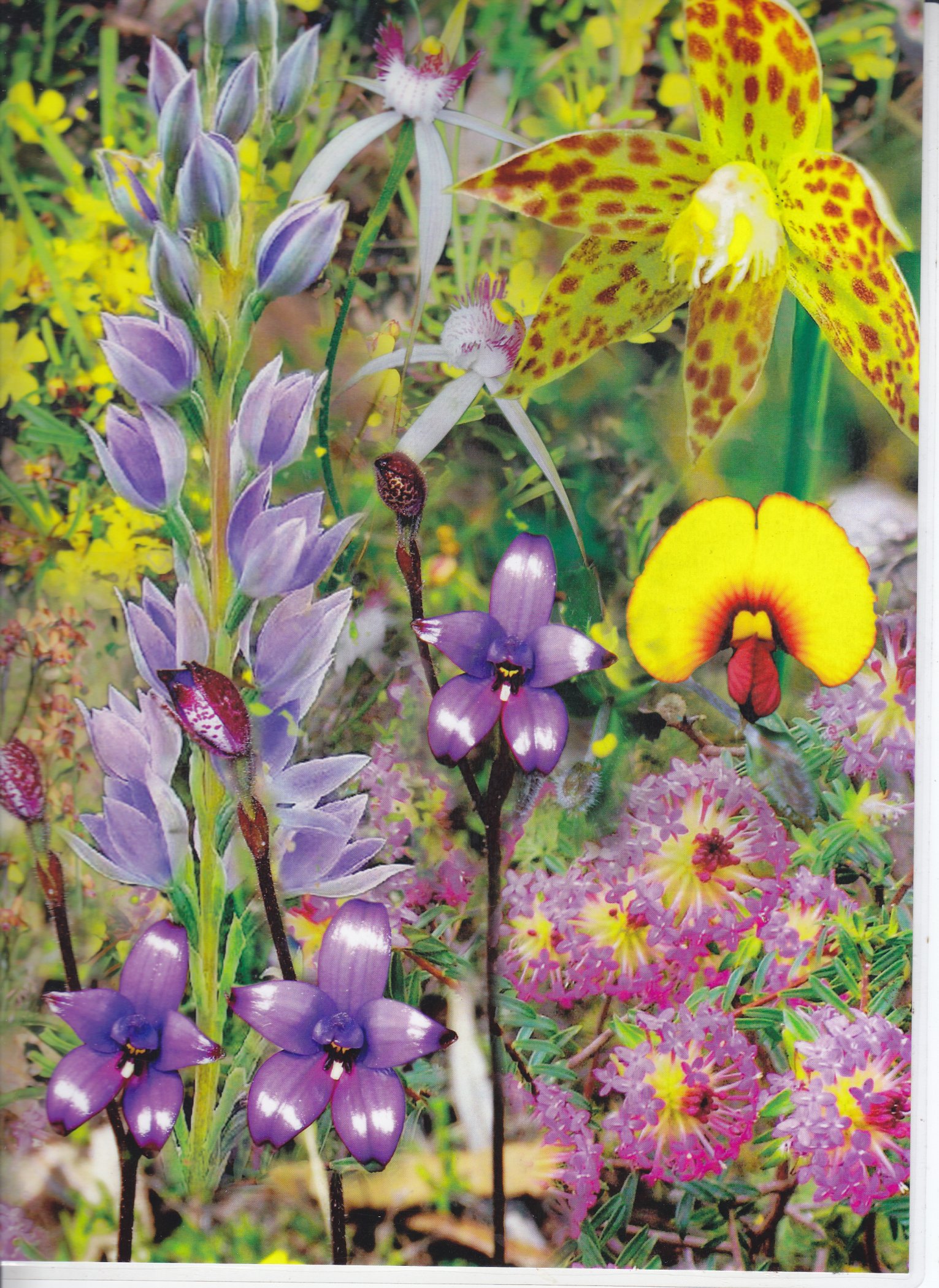 Min TFNP Flower Poster2
