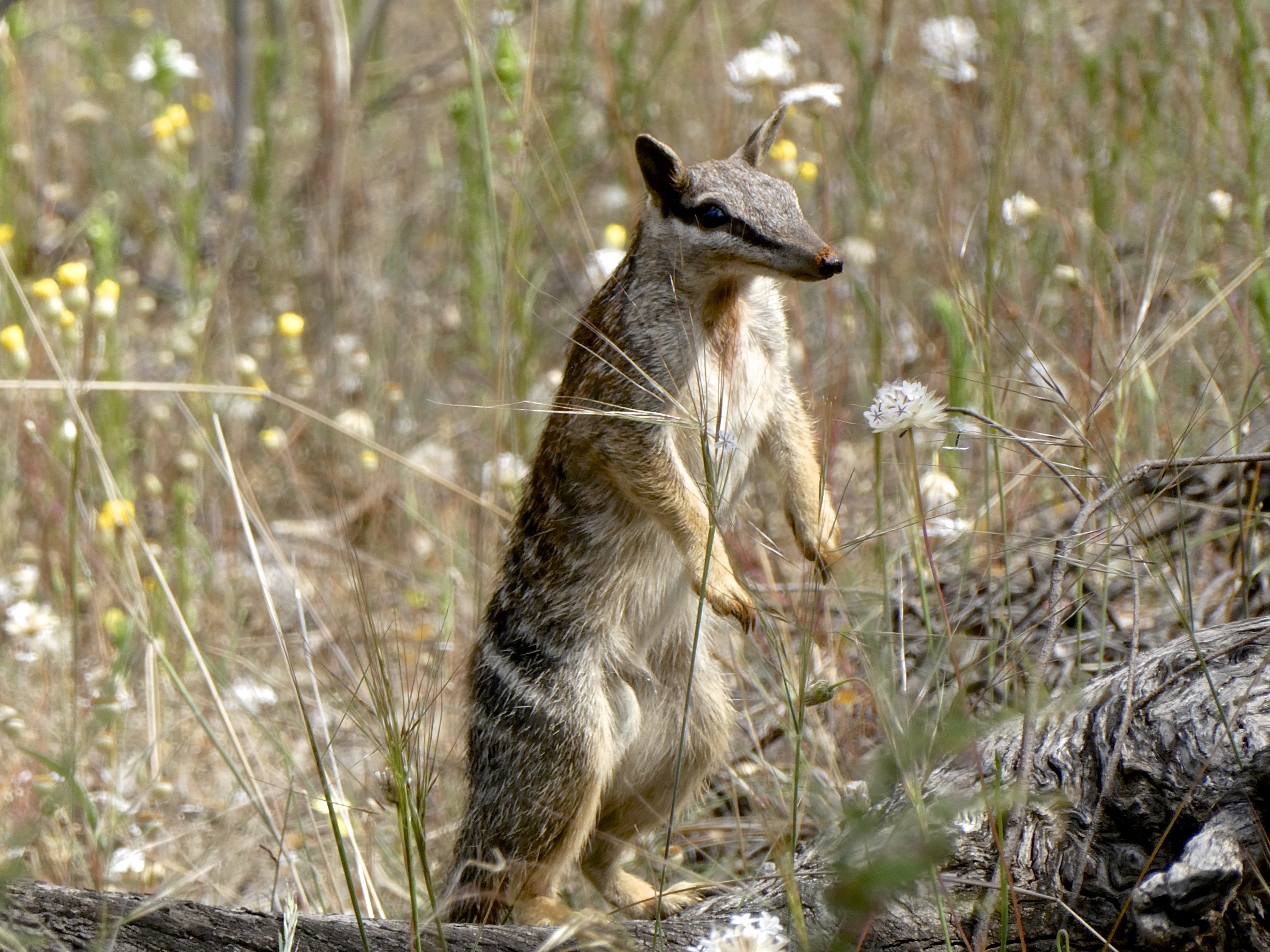 P1210111 Numbat, Dryandra