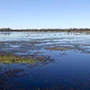 Locke Nature Reserve, Kealy